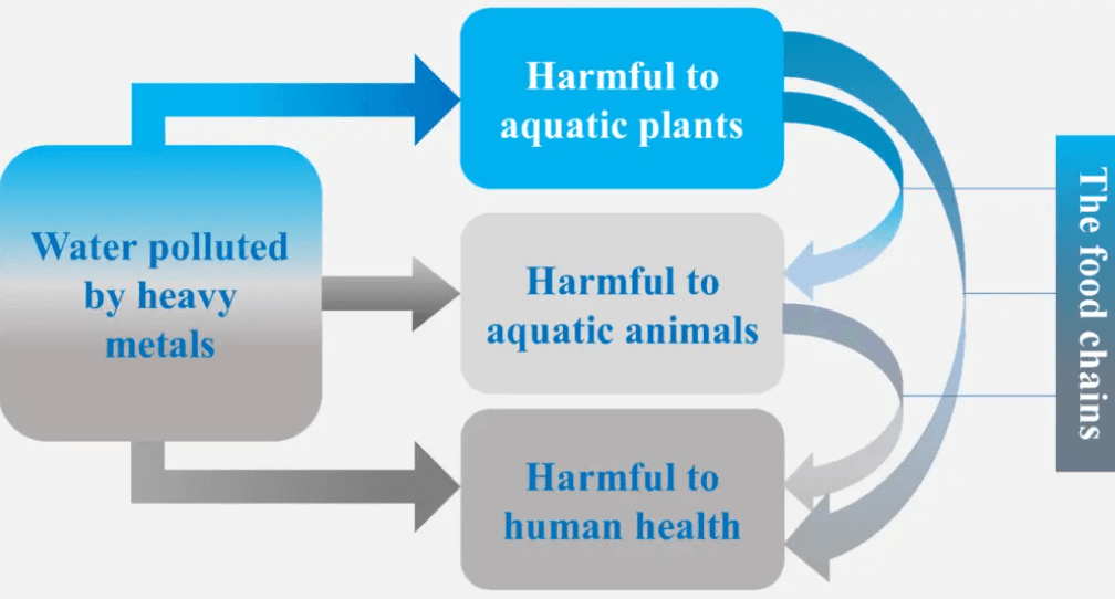 Water polluted by heavy metals - impacts on aquatic plants, animals, human health and food chains