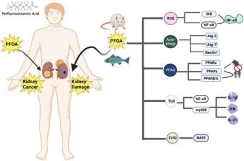 PFAS Liver and Kidney Damage