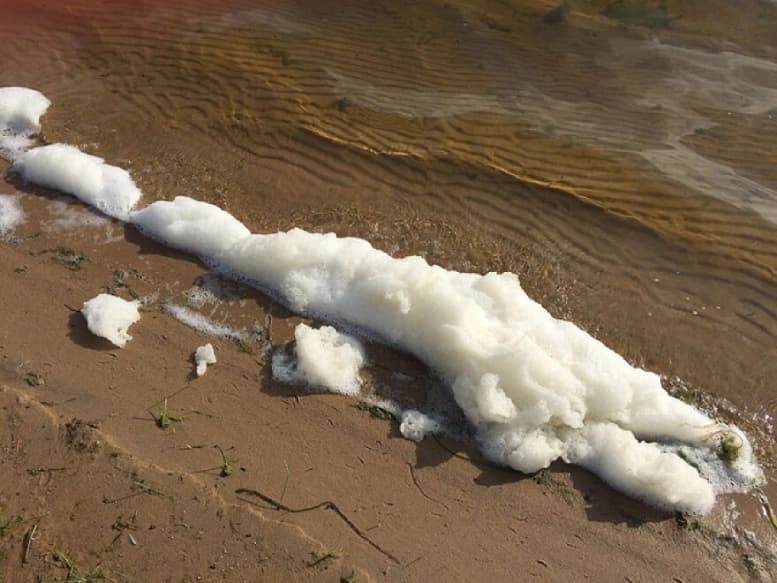 PFAS Ecosystem Disruption