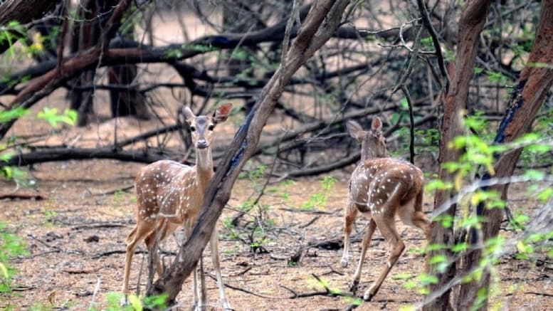 PFAS Wildlife Impact