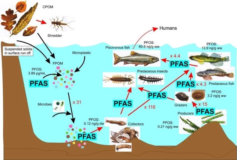 Bioaccumulation and Biomagnification of PFAS